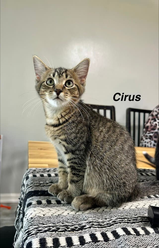 Greek boys : Cirus