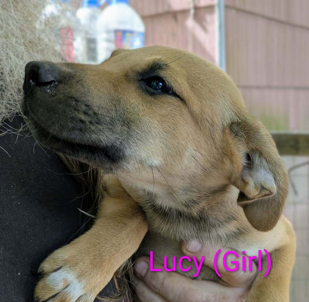 LLP Trixie : Lucy