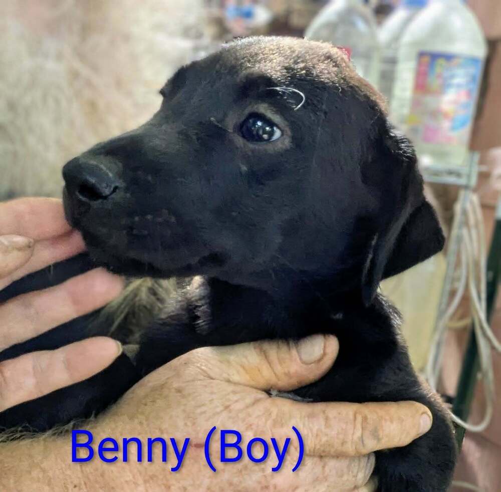 LLP Nina : Benny