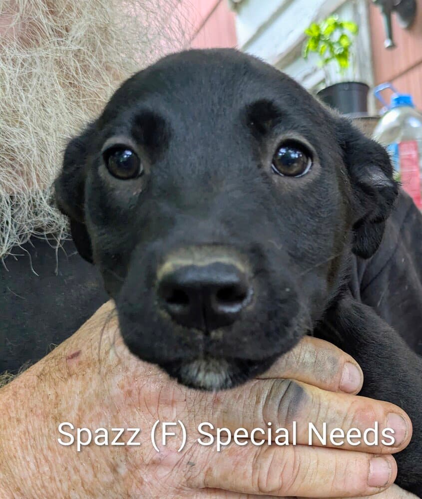 LLP Nina : Spazz