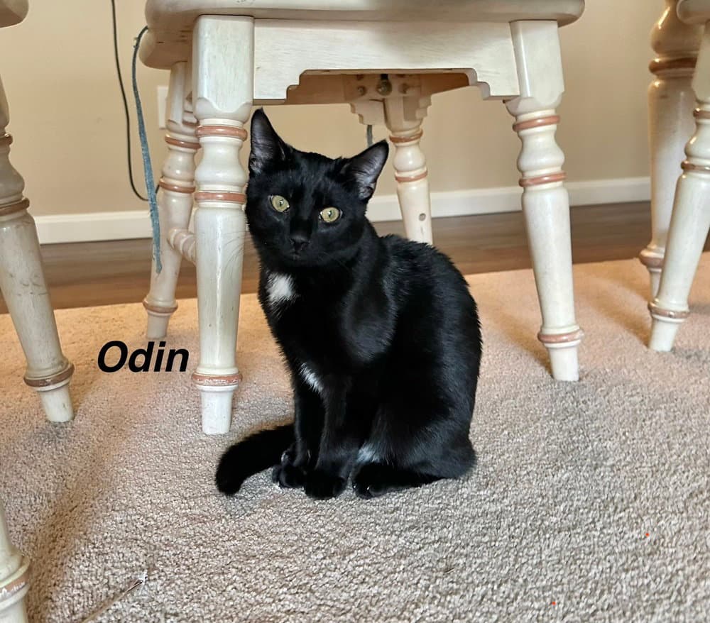 JDs : Odin