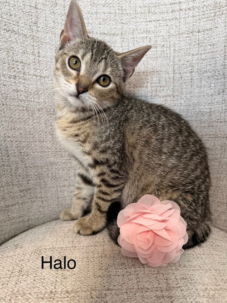 Odyssey Kittens : Halo