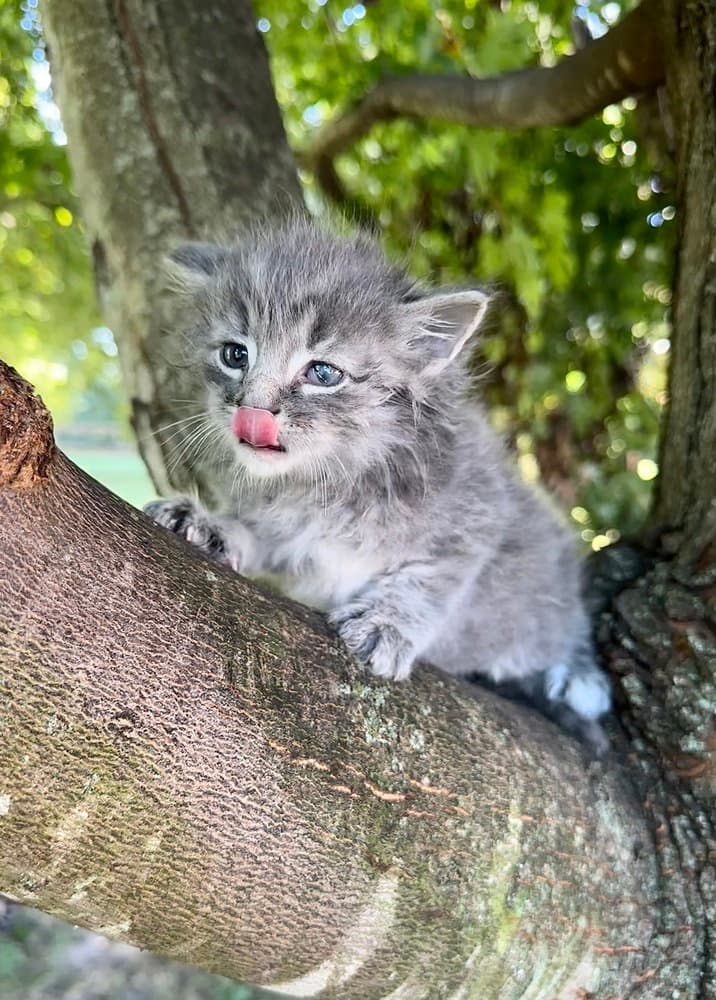 5 Star Kitties : Shaw