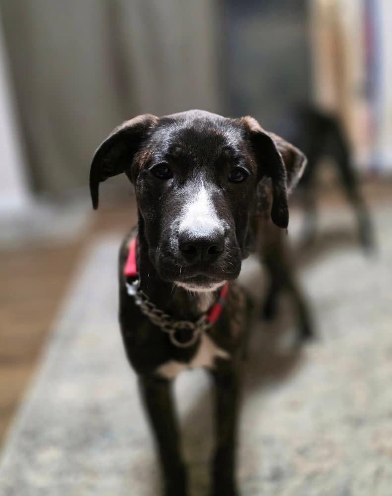 Beloved Babes : Buster