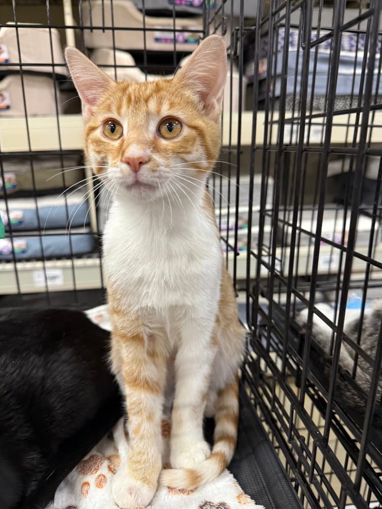 J Cats : Jake