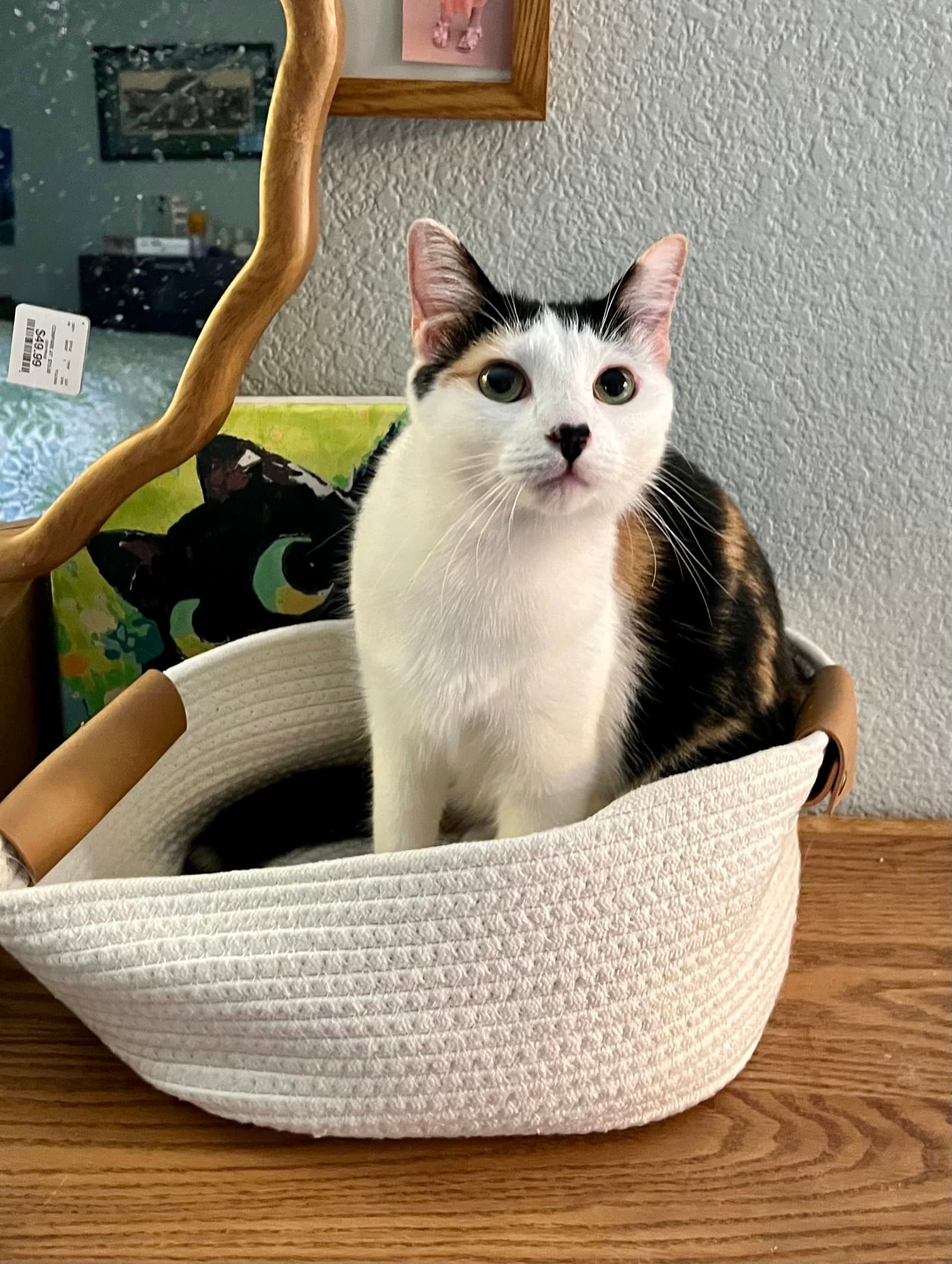 Daisykins