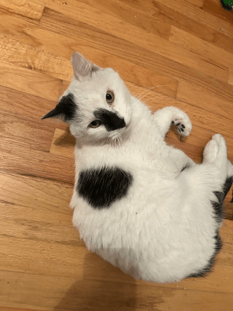 Patches (Courtesy Post)