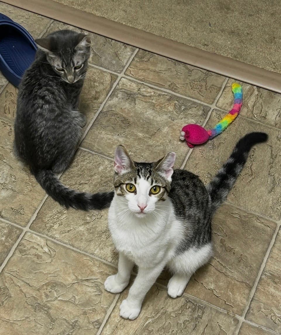 Simon & Harvey (Courtesy Post)