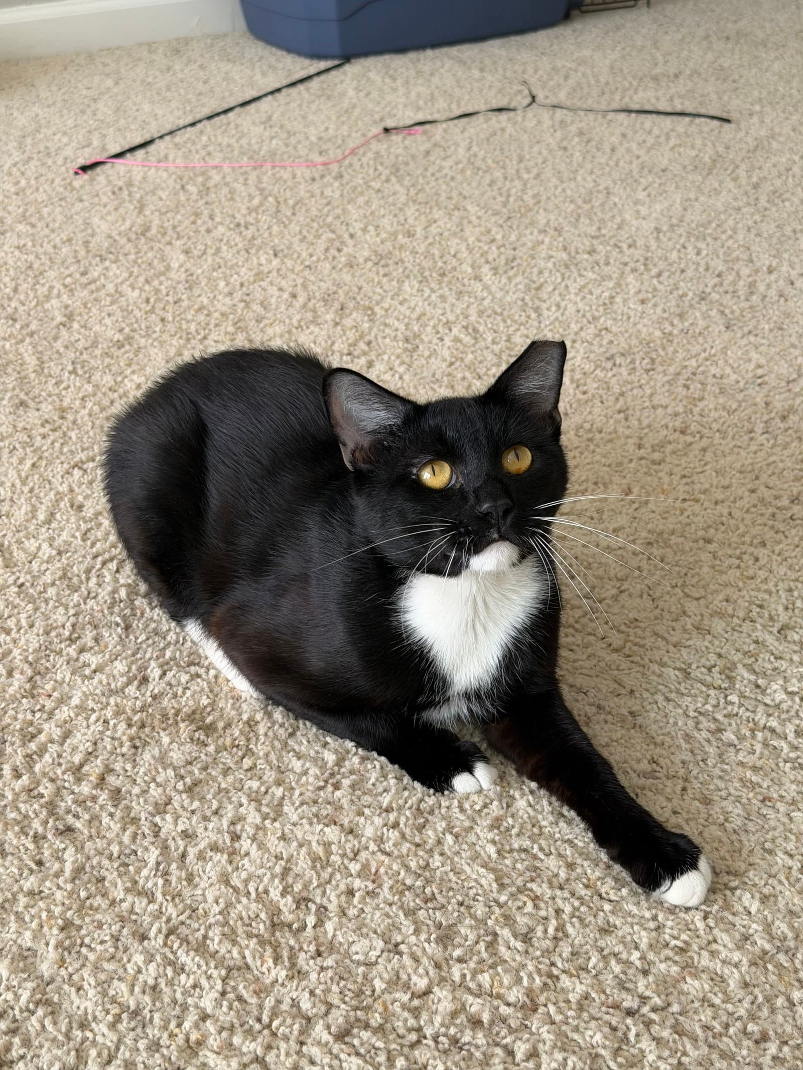 Nico