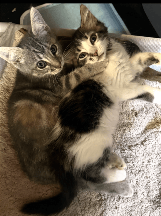 Chloe & Zoe (Courtesy Post)