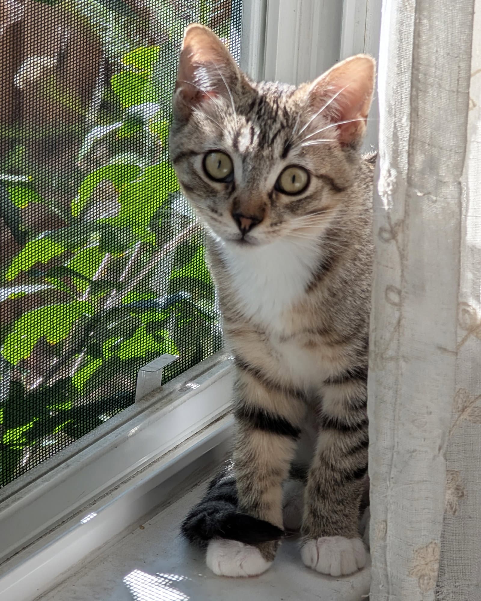 Daisy Skye (bonded w/ Lily Pad)