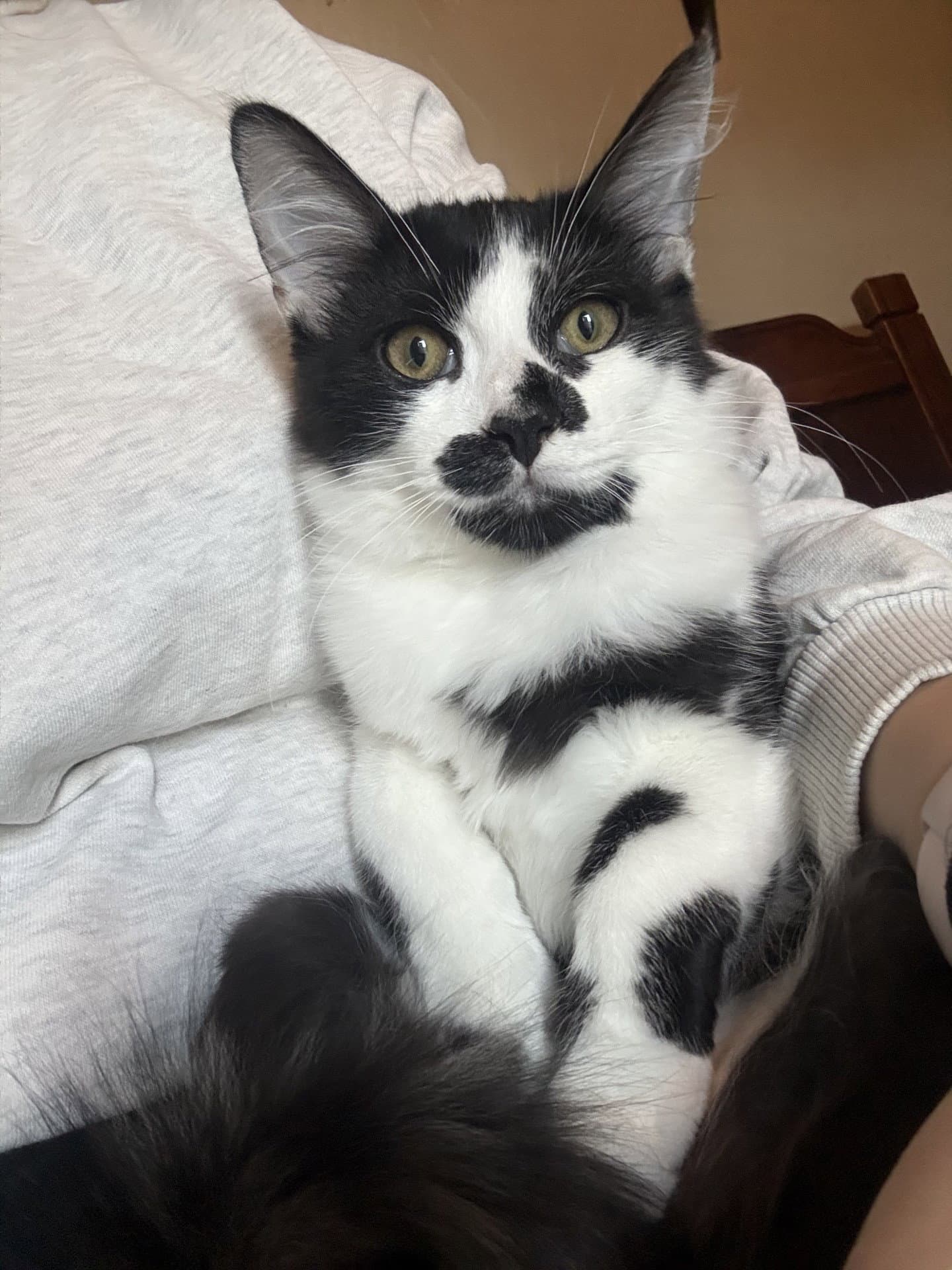 Chandler Moon (bonded w/ Nalia Jupiter)