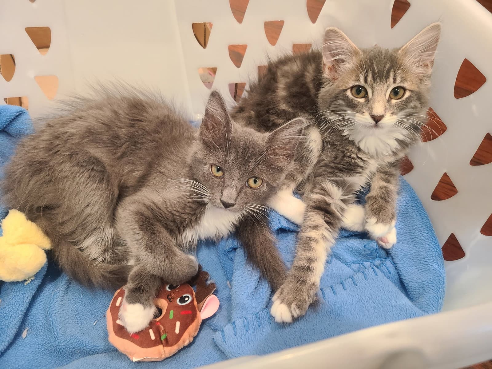 Clawdia bonded w/Snapple