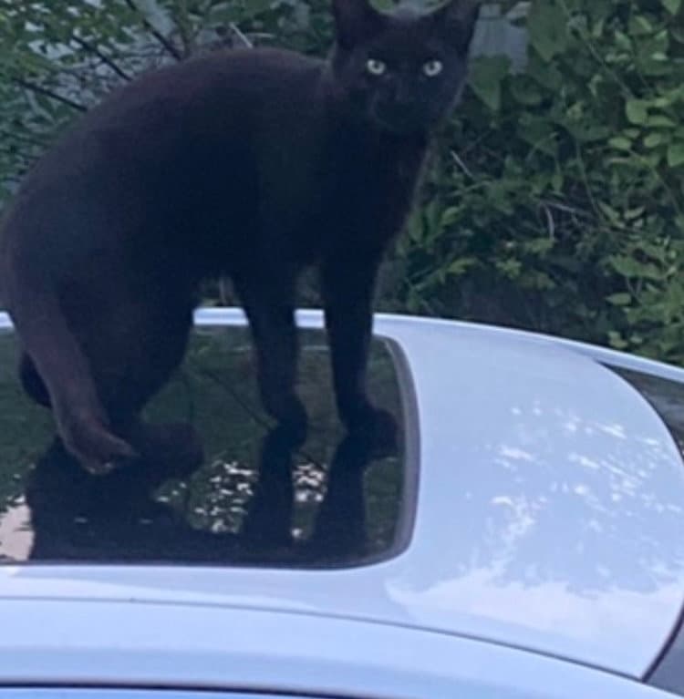 Mijo (Courtesy Post)