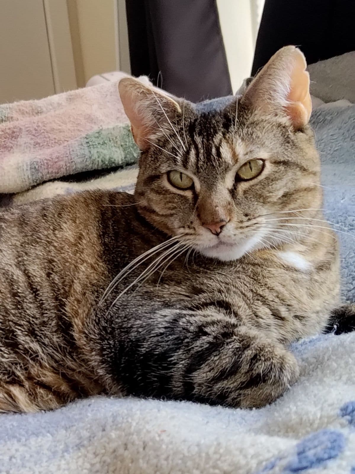 Shelby (Courtesy Post)