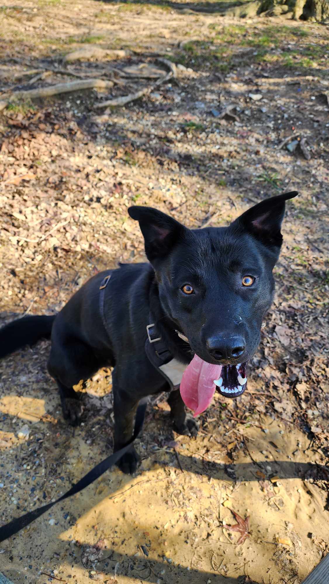 Jet (Courtesy Post)