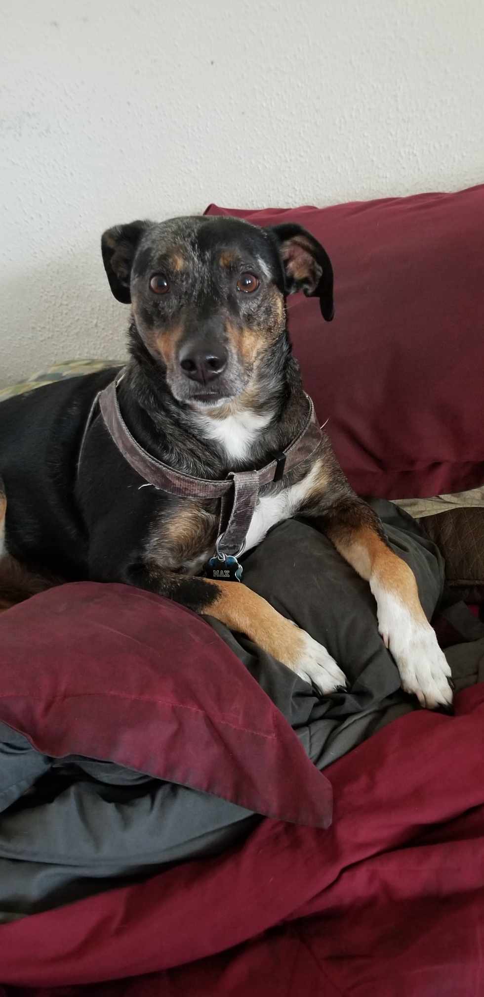 Max (Courtesy Post)