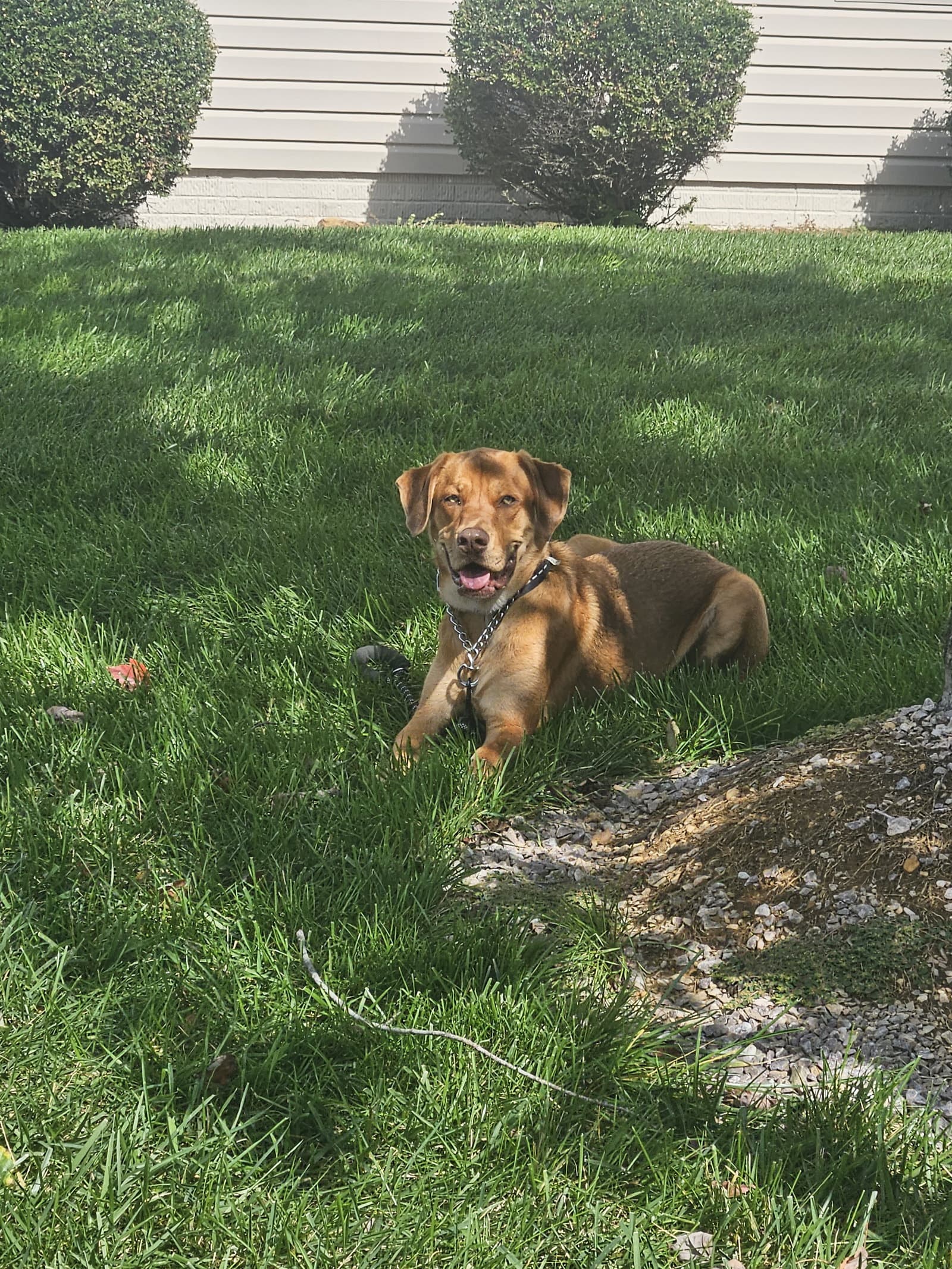 Tyson (Courtesy Post)