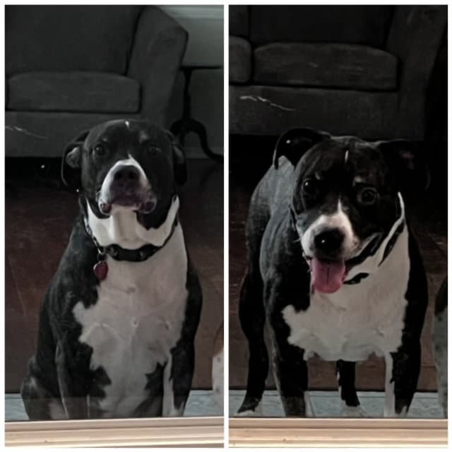 Jager (Courtesy Post)