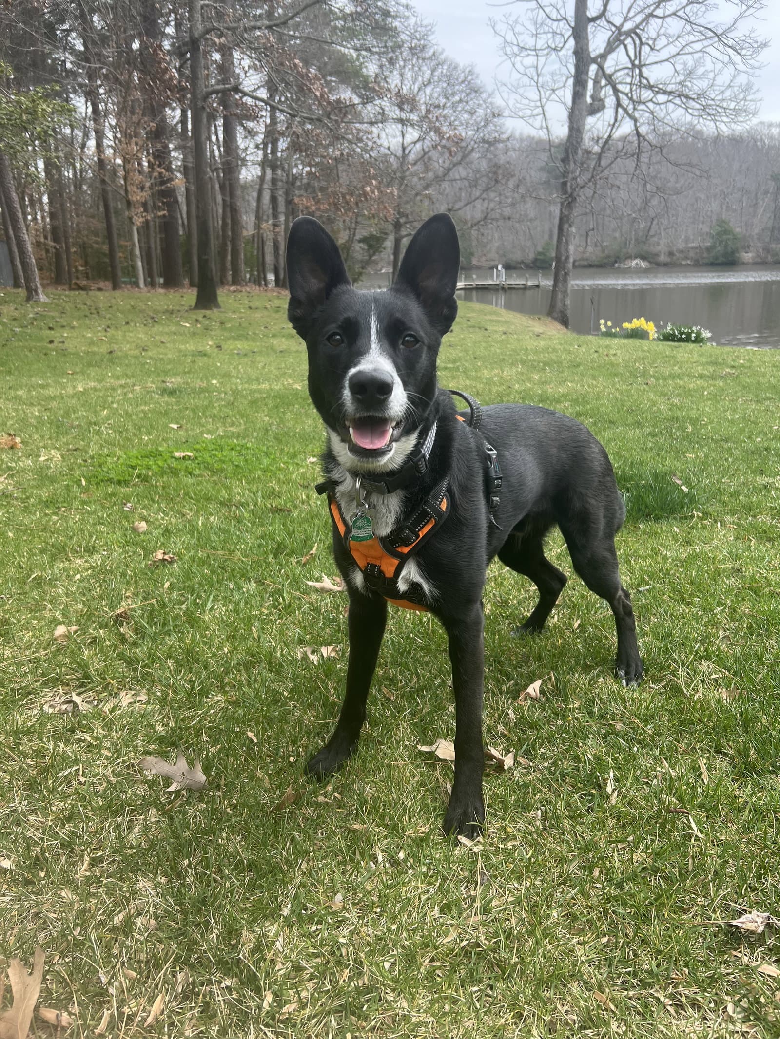 Mack (Courtesy Post)