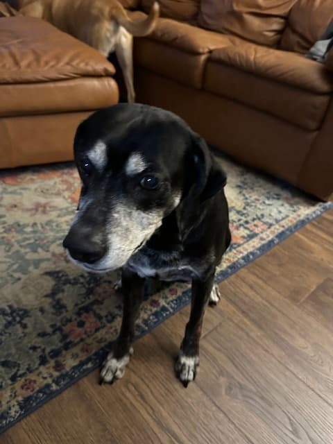 Bo (Courtesy Post)