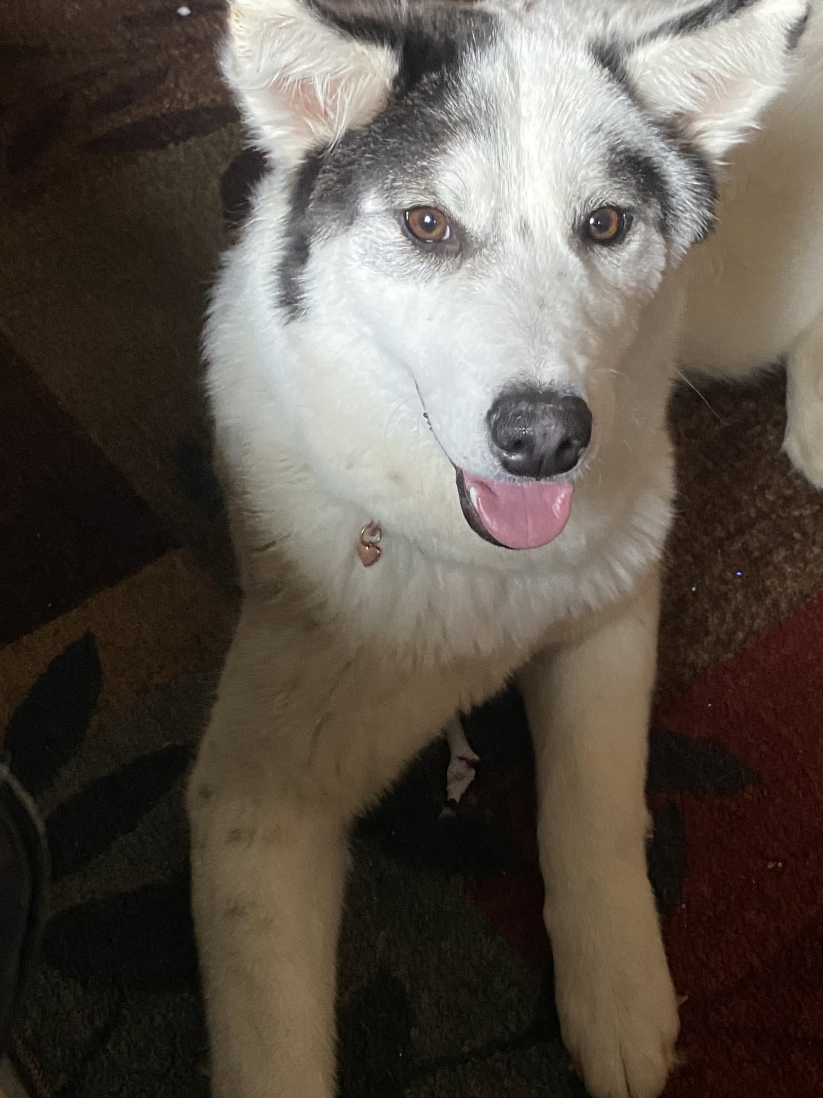 Sasha 2 (Courtesy Post)