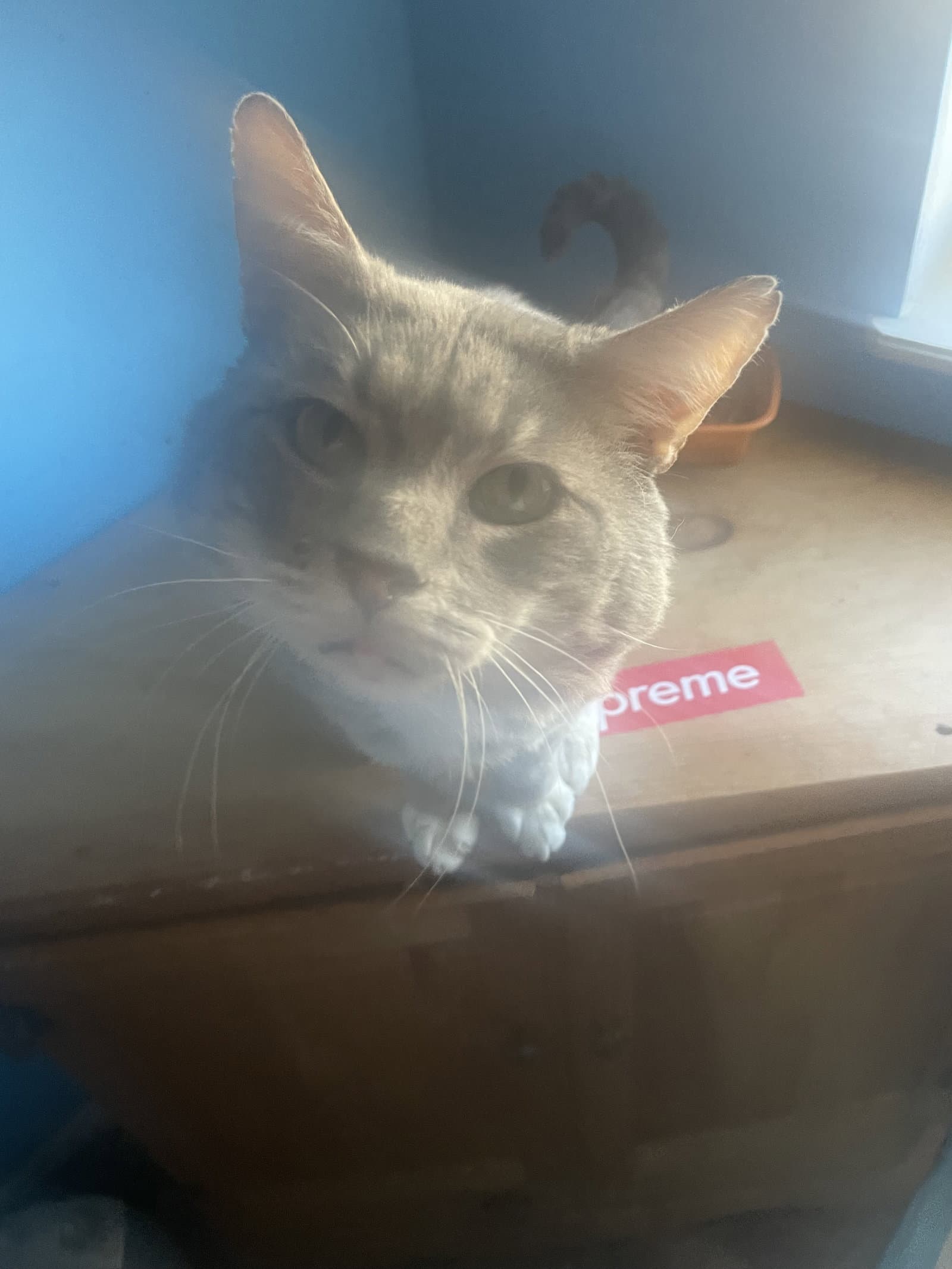 Boots/Cheeks (Courtesy Post)