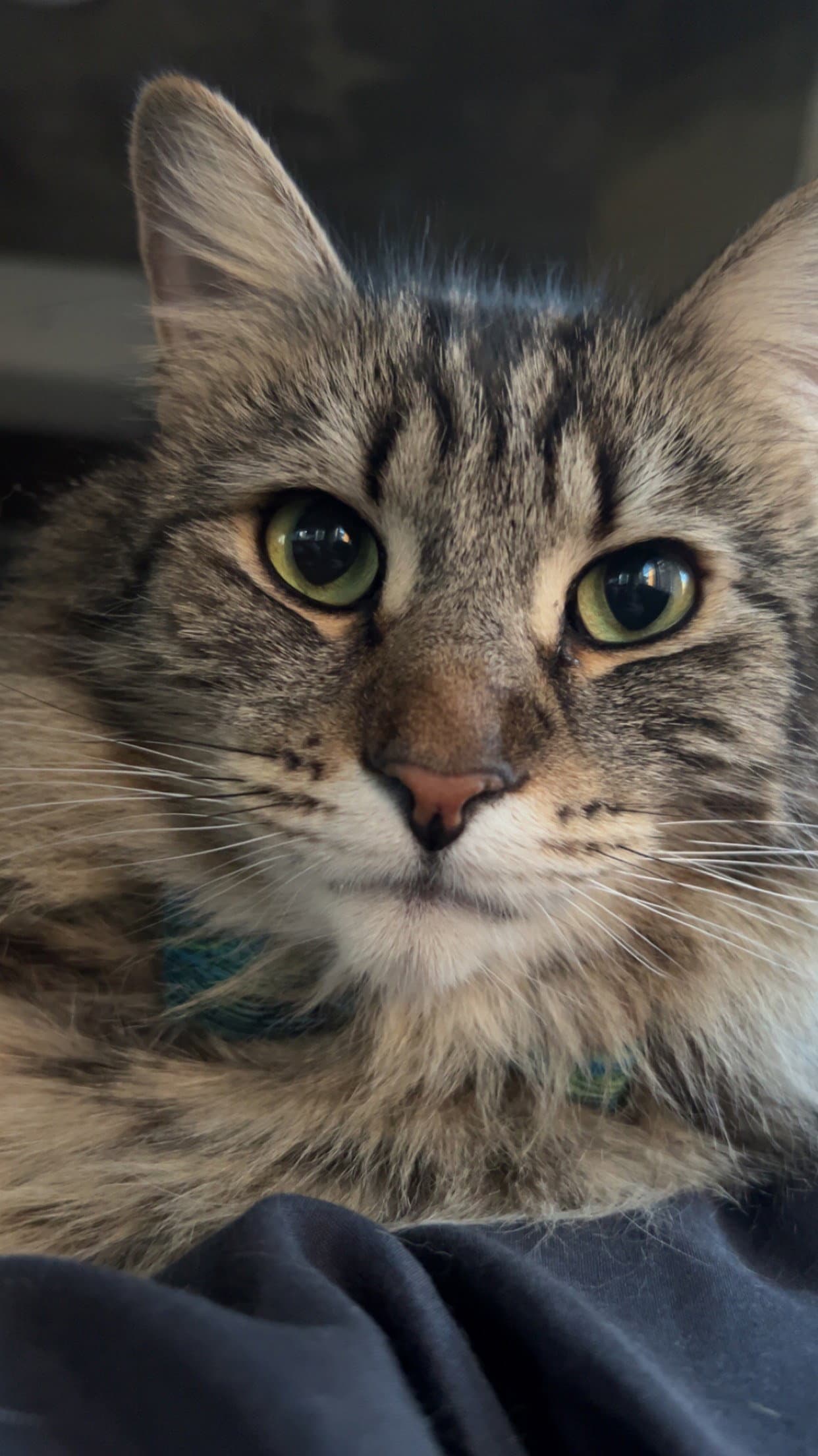 Jasper (Courtesy Post)