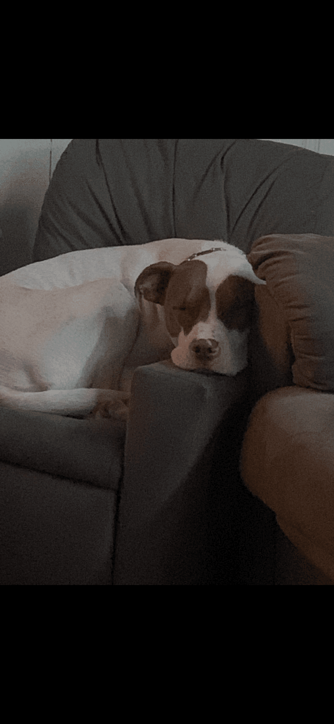 Jax (Courtesy Post)