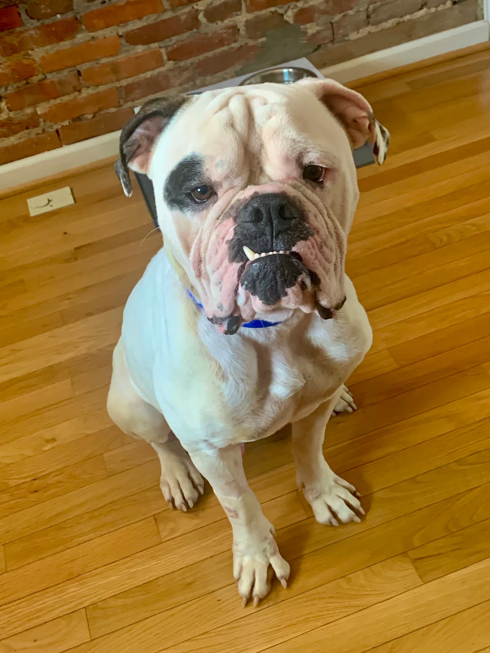Rufio (Courtesy Post)