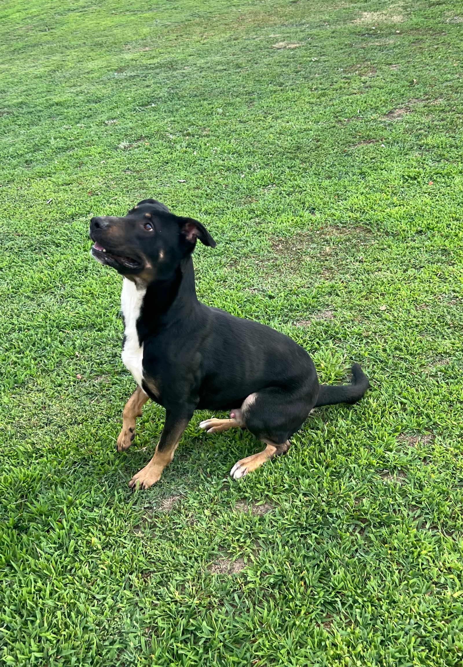 Diesel (Courtesy Post)