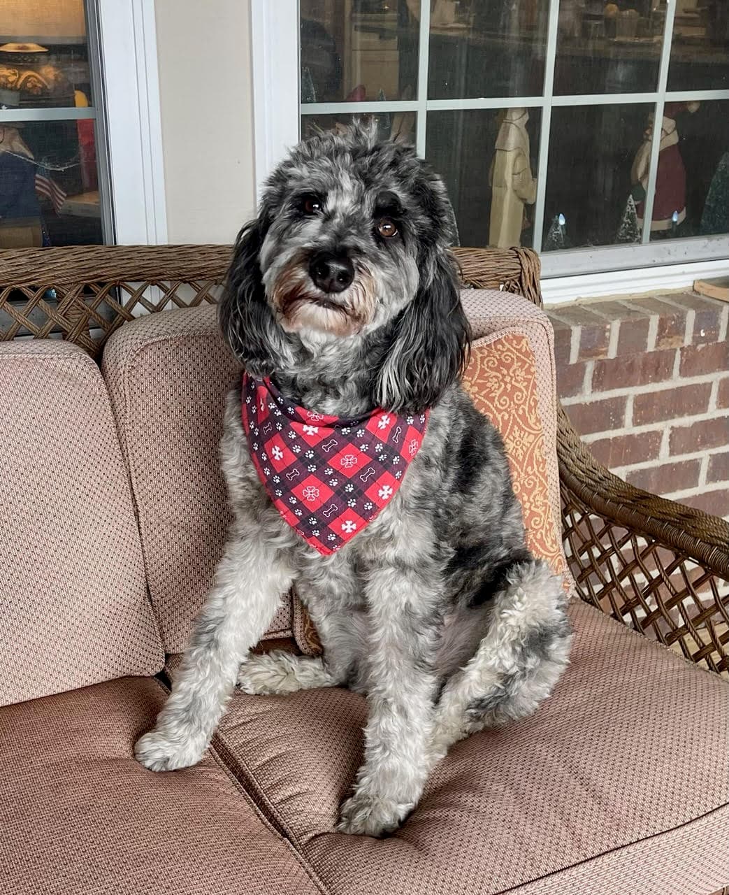 Seamus (Courtesy Post)