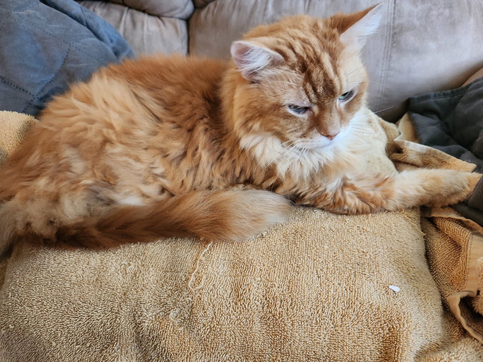 Mr. Orange (Courtesy Post)