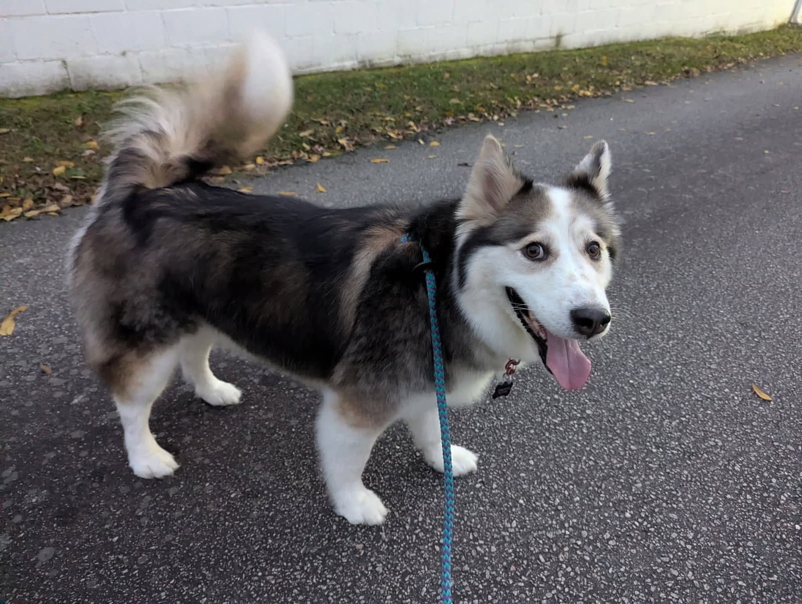 Luka
