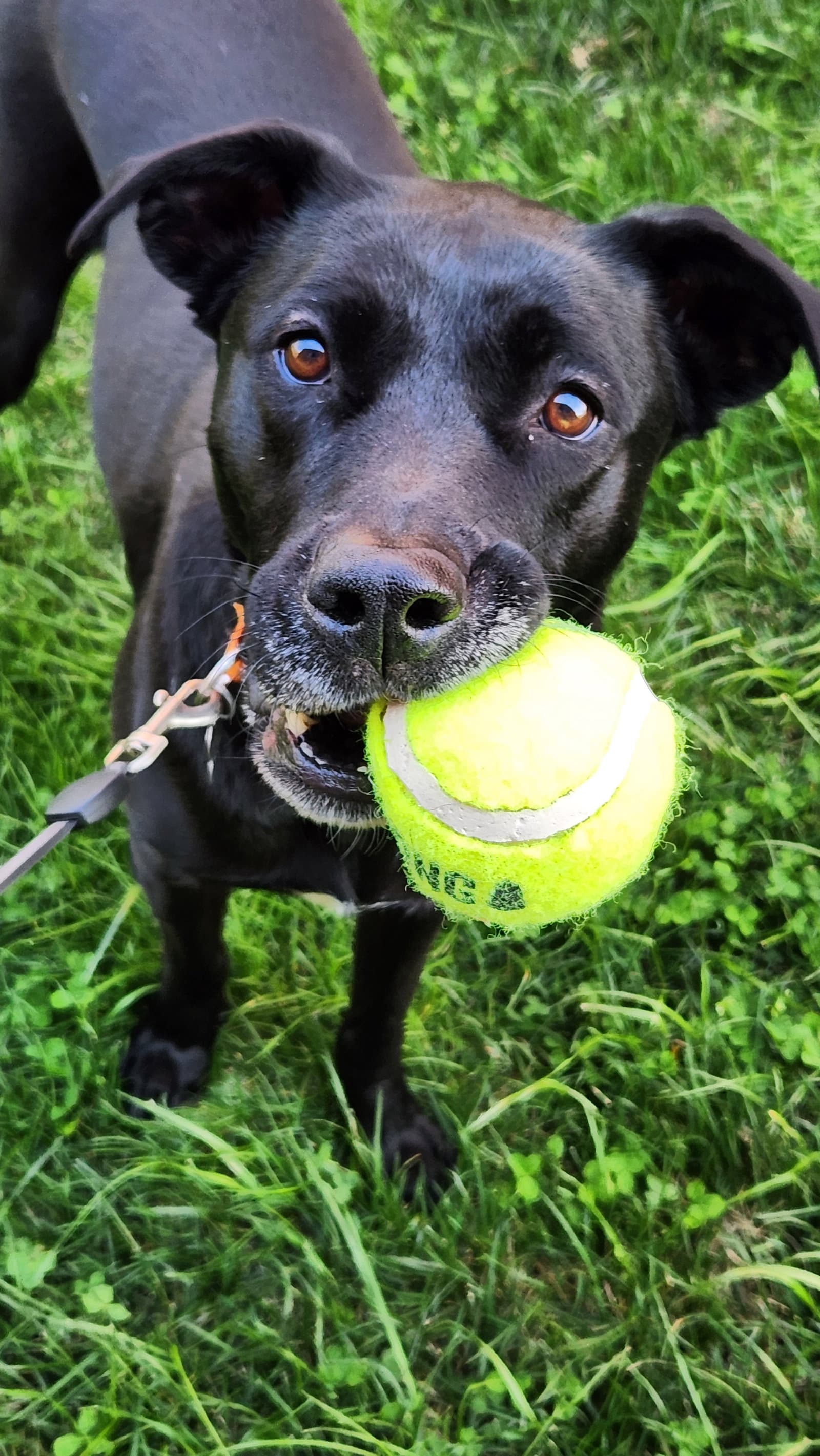 Nova