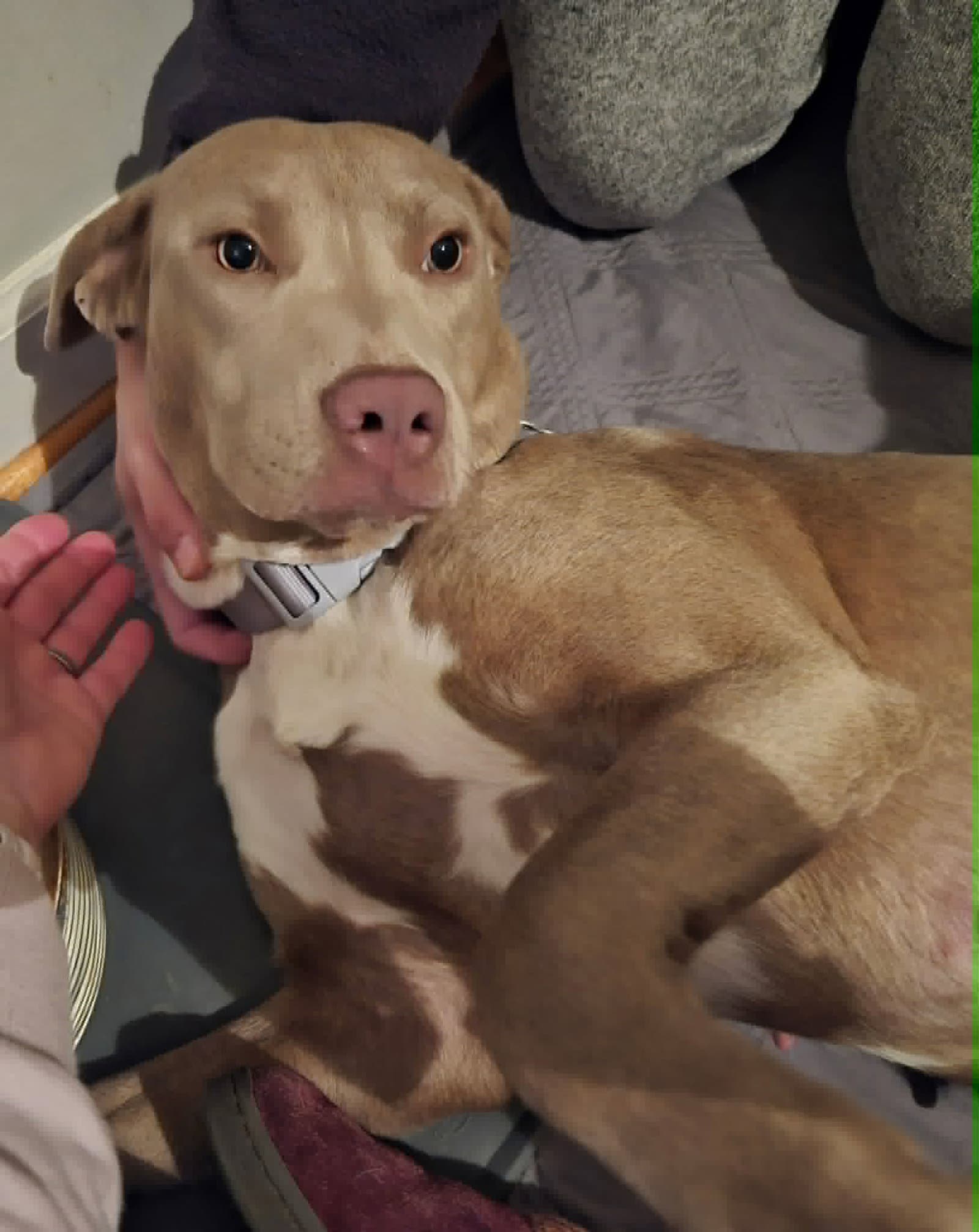 Zoey (Momma)