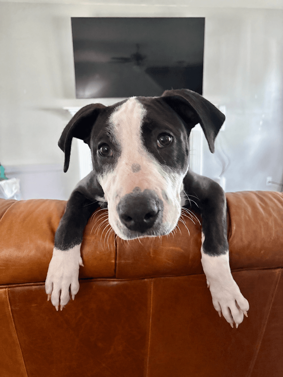 Elio aka "E" (Stormie litter)