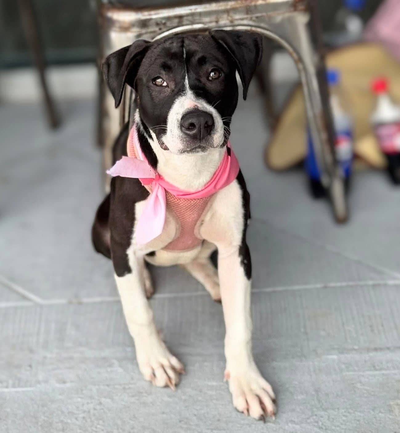 Raina - stormie litter