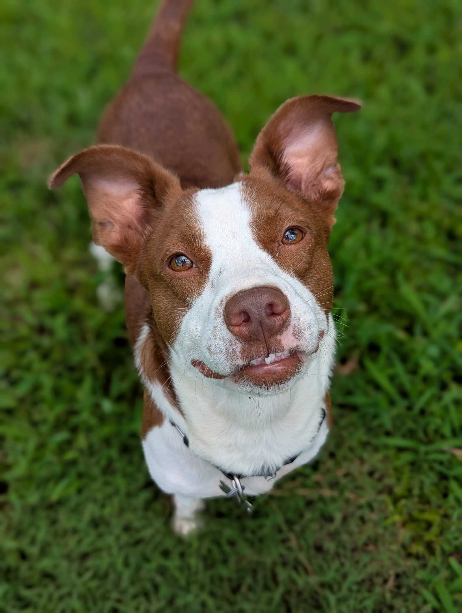 Penelope
