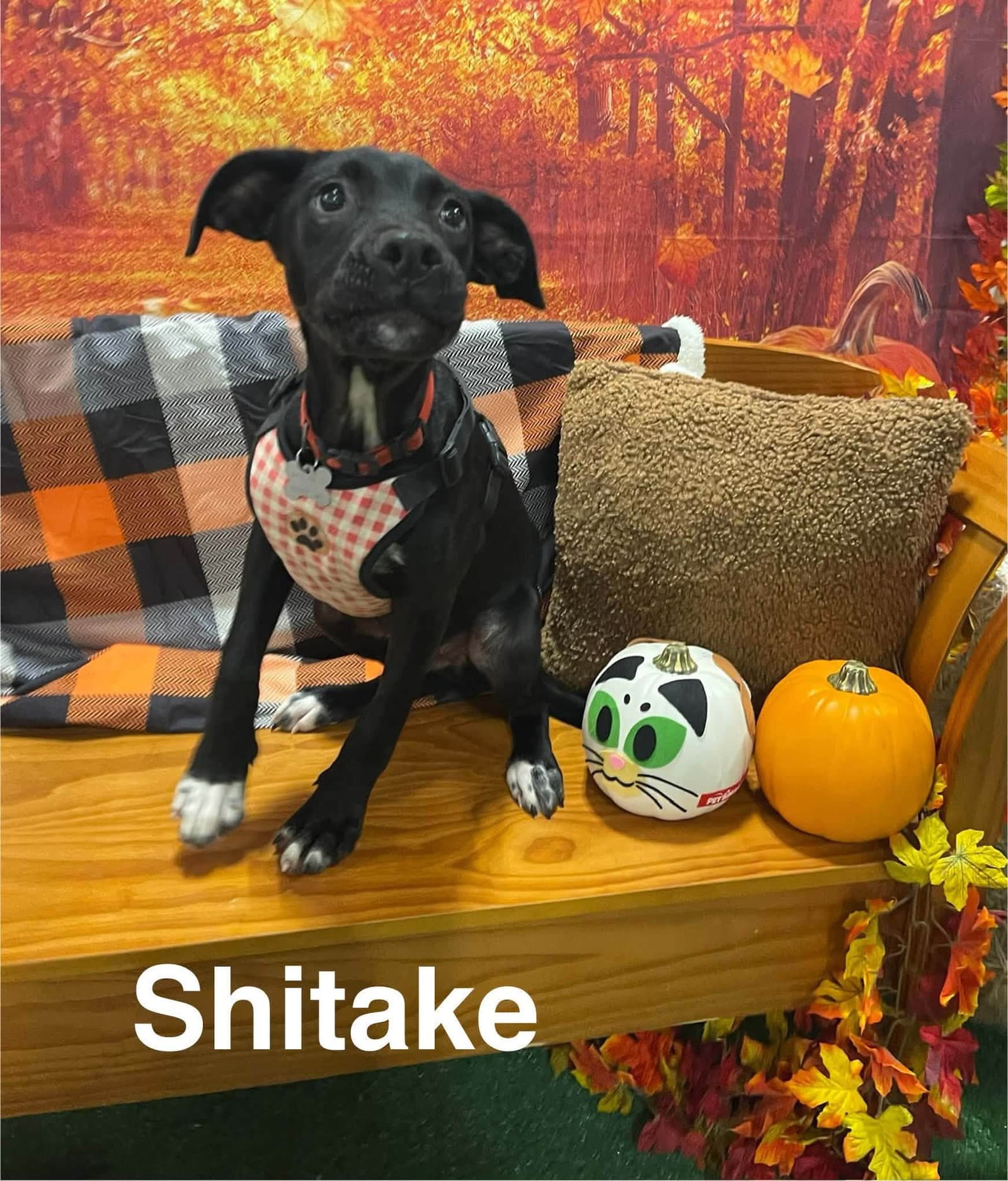 Shiitake (Woods Litter)