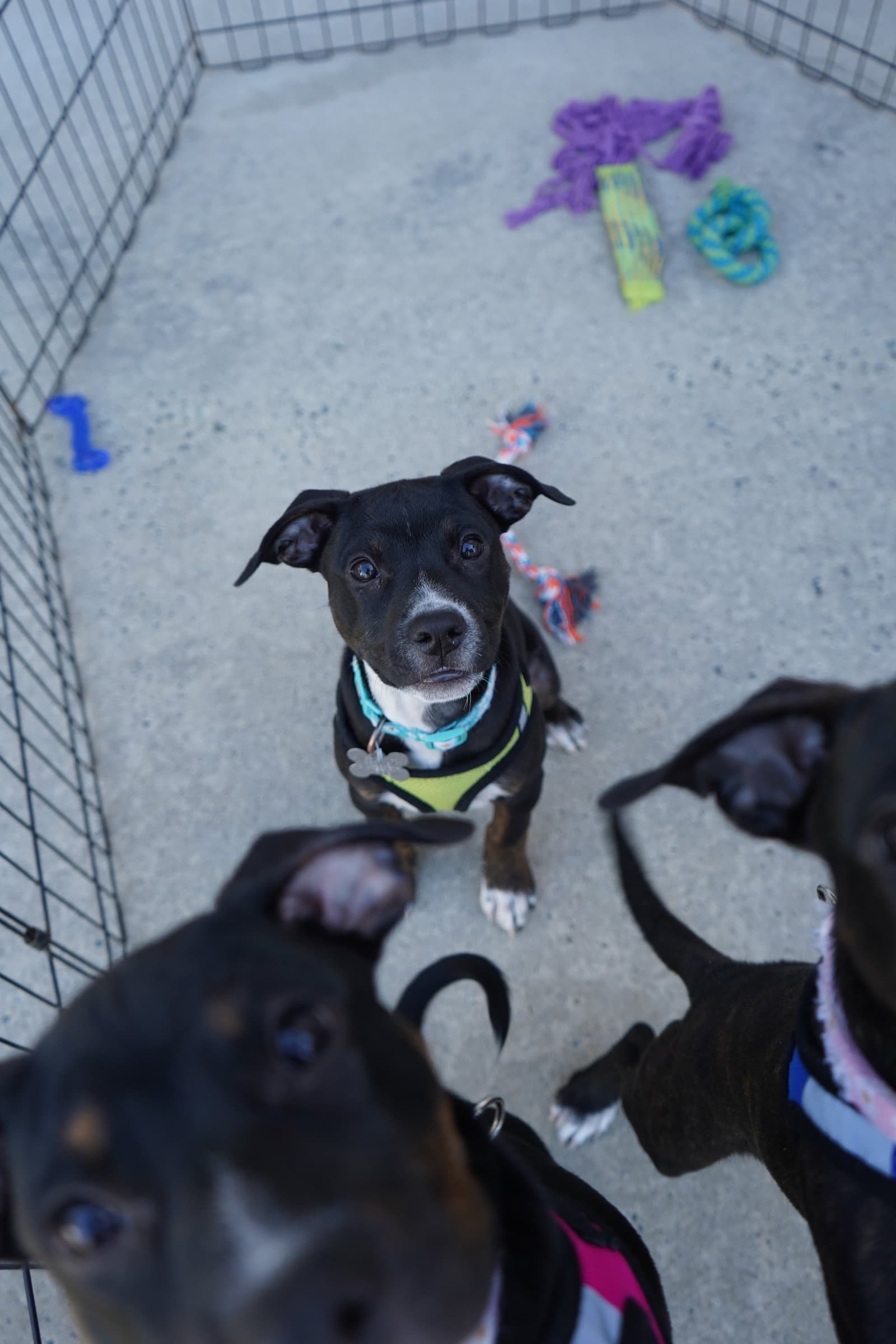 Sierra- Brynns litter