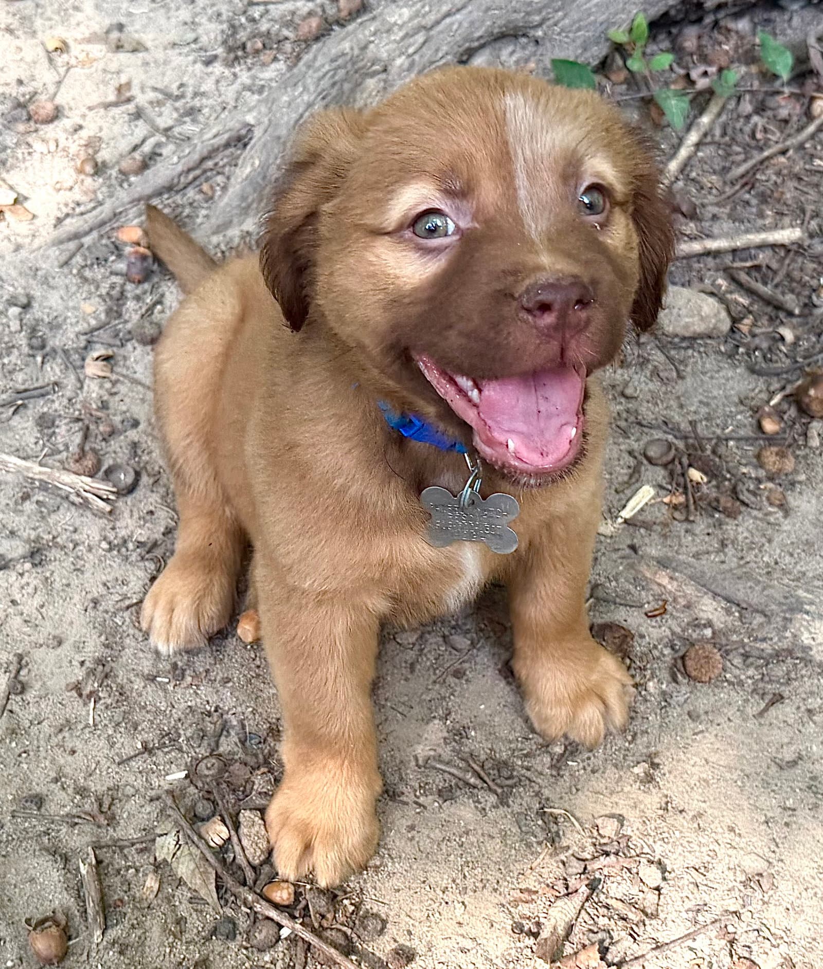 Felicie- Belles & Beau Litter