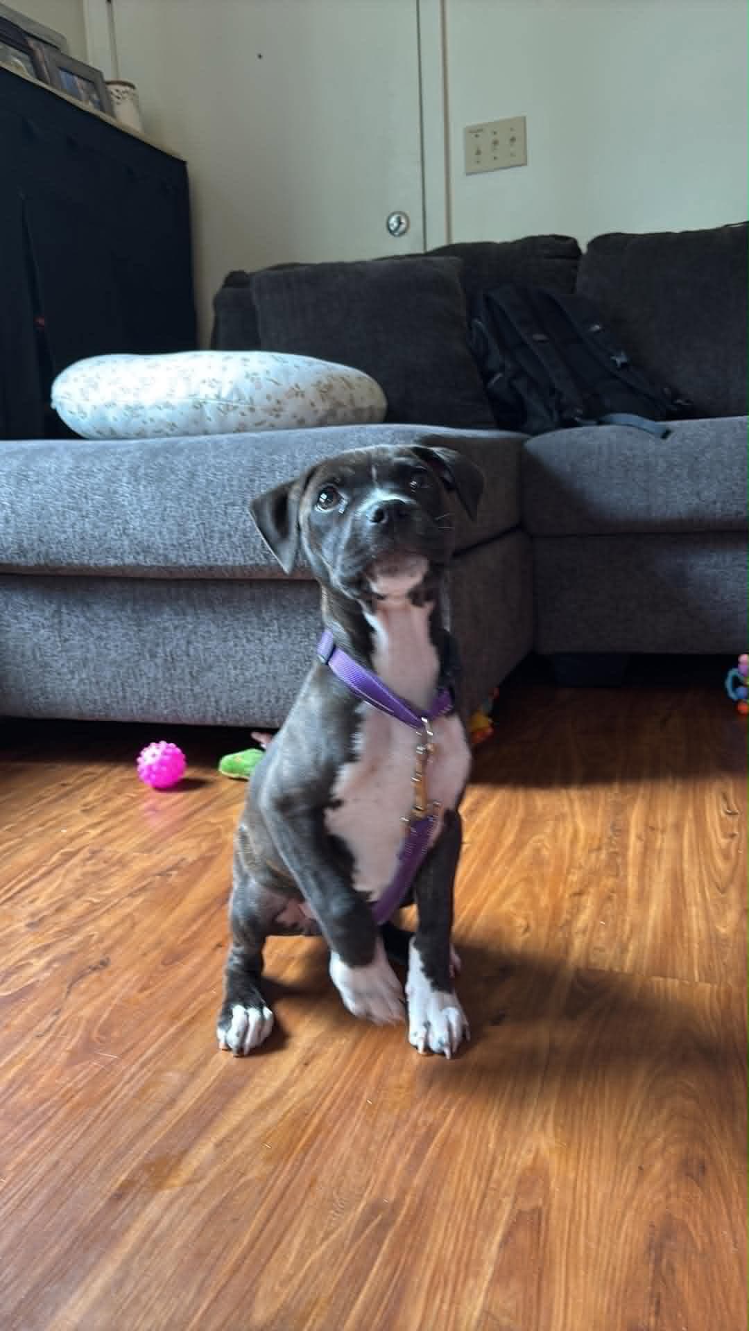 Potato (gravy's litter)