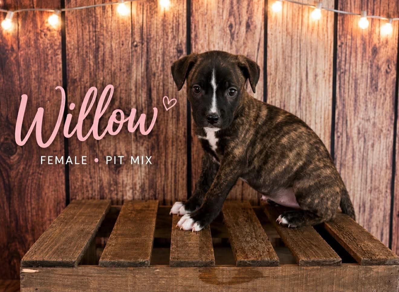 Willow (Gatsbys litter)