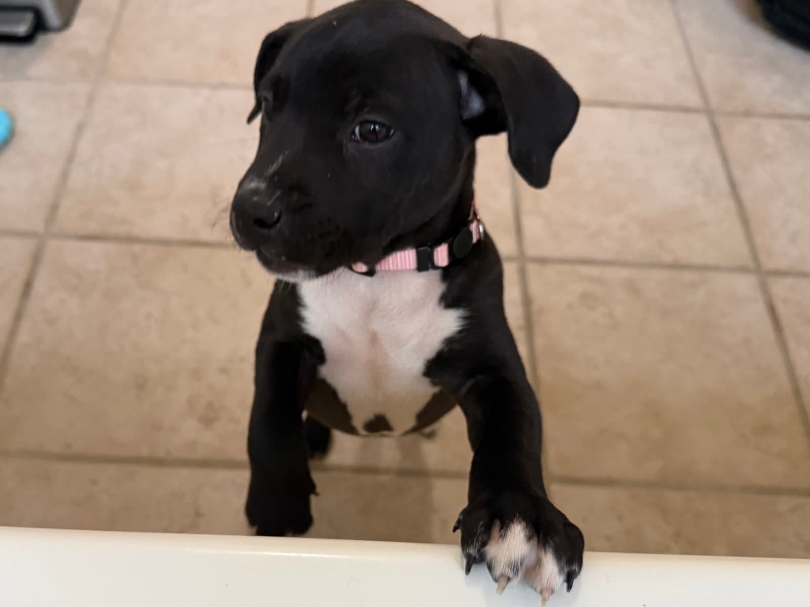 Snickers Candy Litter (Trixie mom)