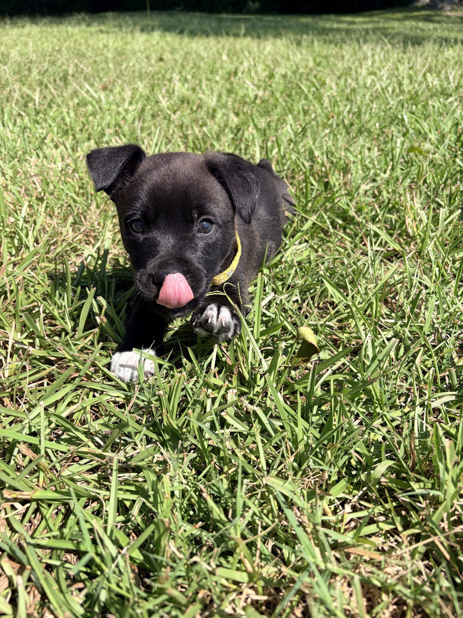 Potter (Harry Potter Litter)