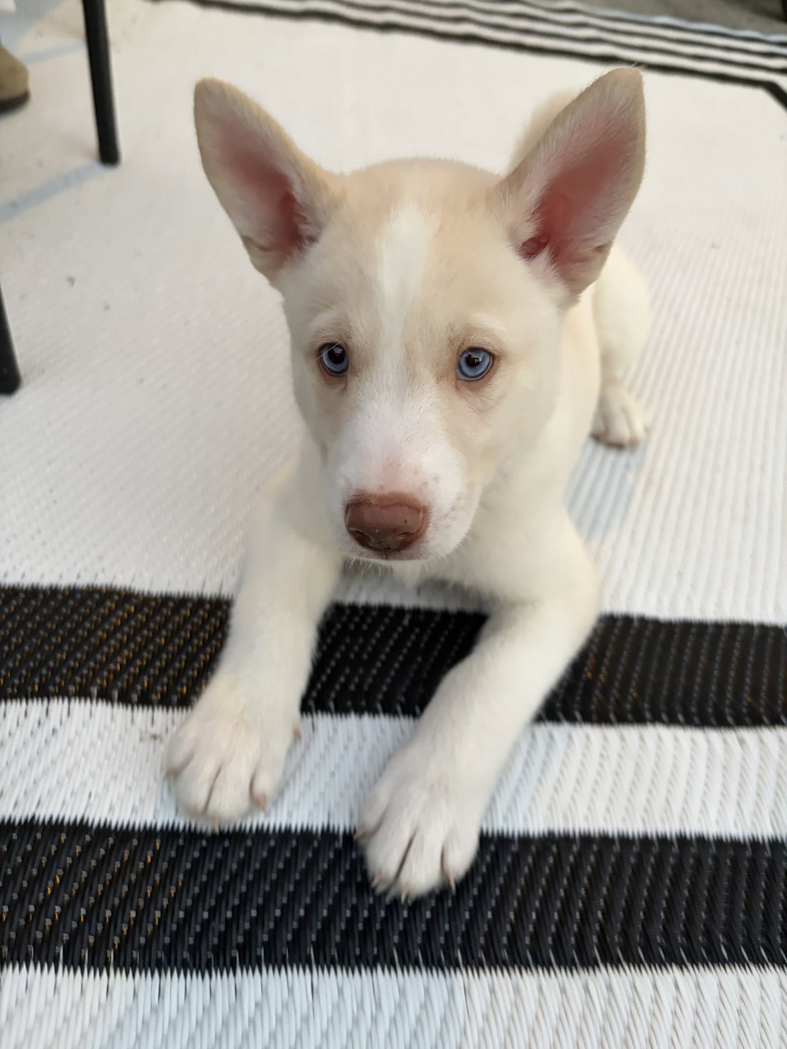 Buzz - HaveLock Litter