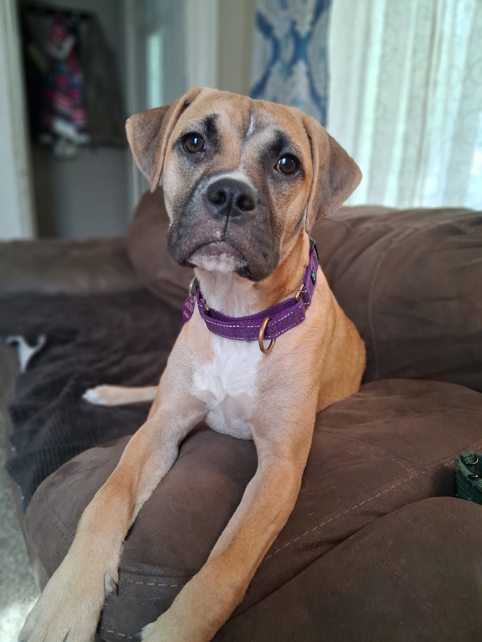 Goofy Goose