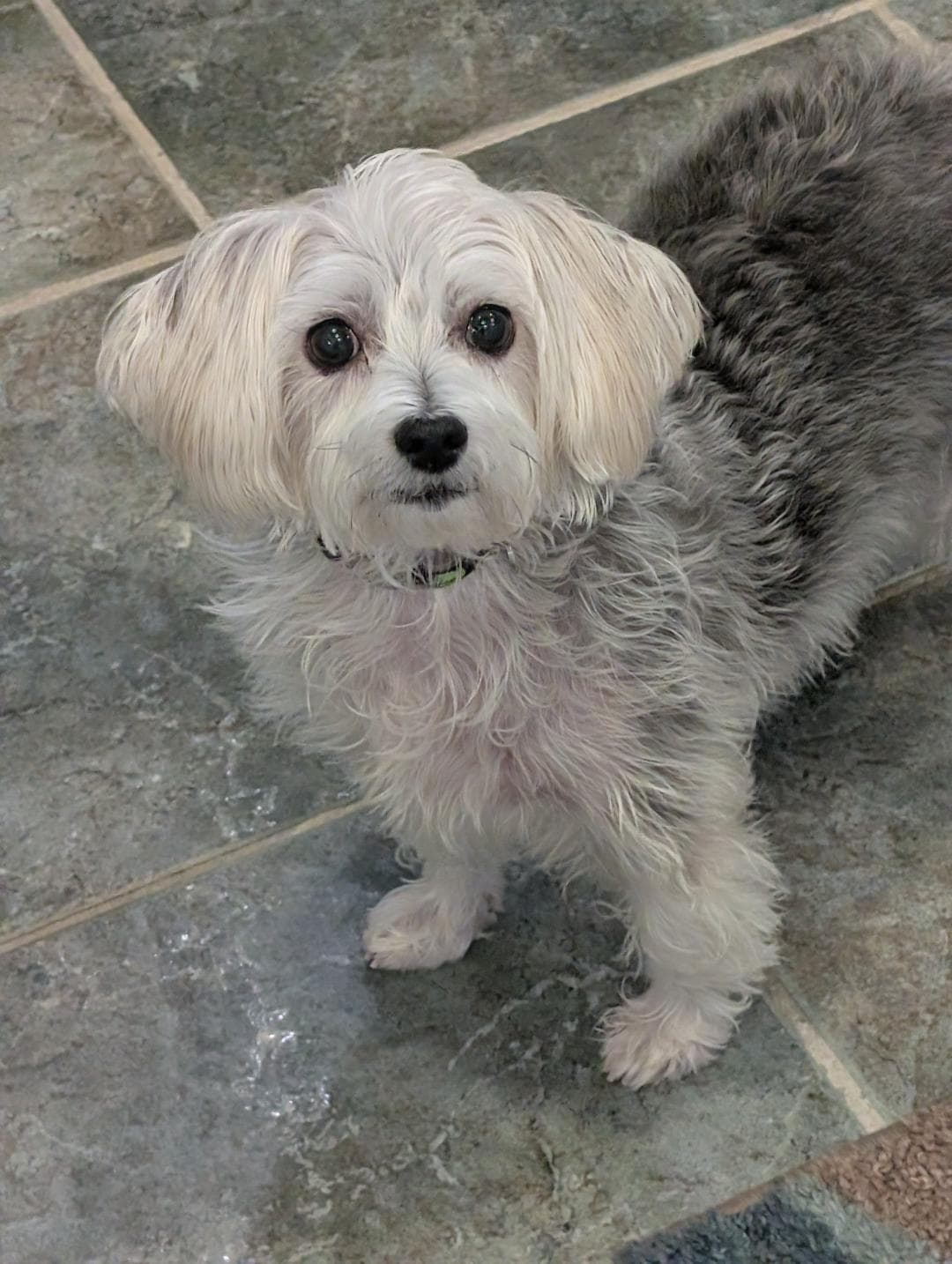 Rosie