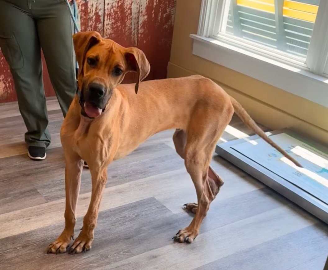 Marmaduke "Duke"